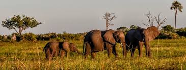 Elephants